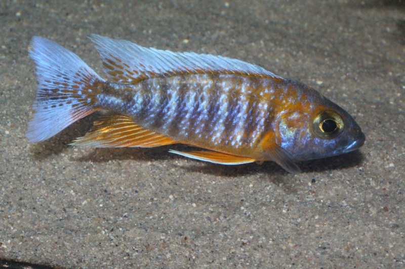 Aulonocara jacobfreibergi 'Cape Maclear'